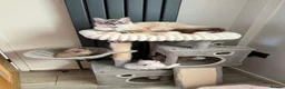 Ragdoll cats for sale: Ragdoll kittens  in Blackburn - Advert 20