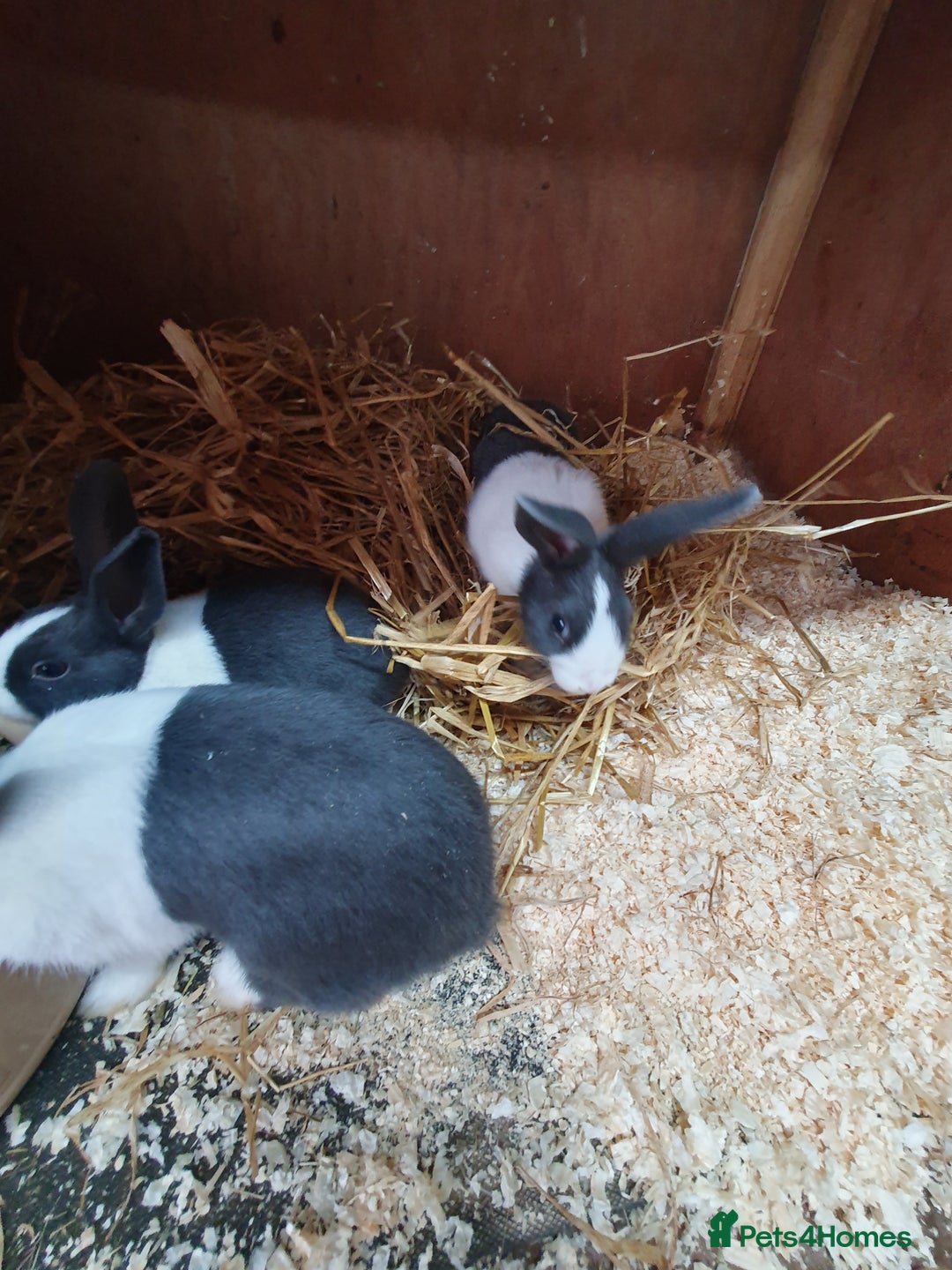 Dutch rabbits for sale: Dutch rabbits for sale  - Image 4