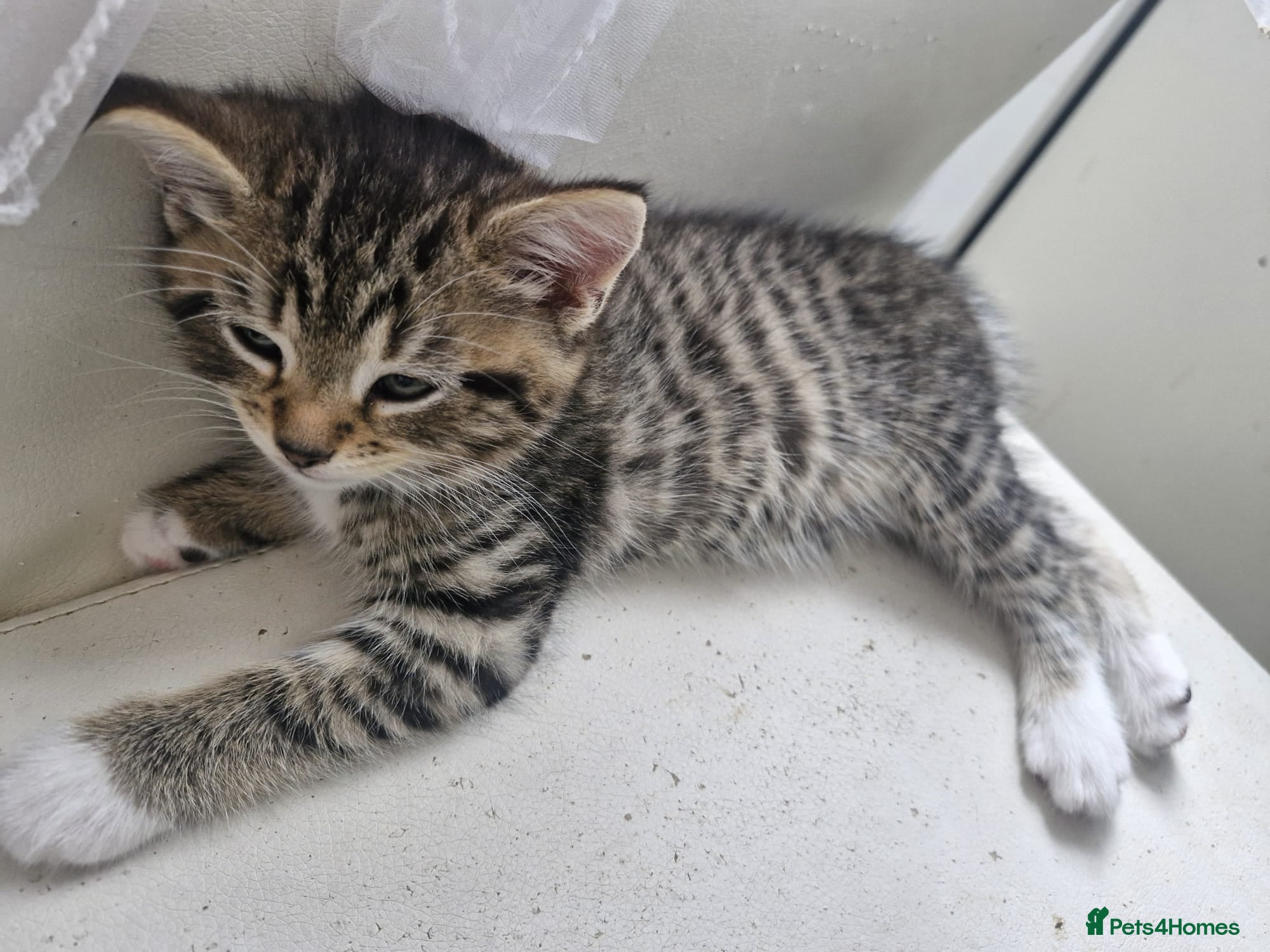 Mixed Breed cats Tabby kittens - Advert 10