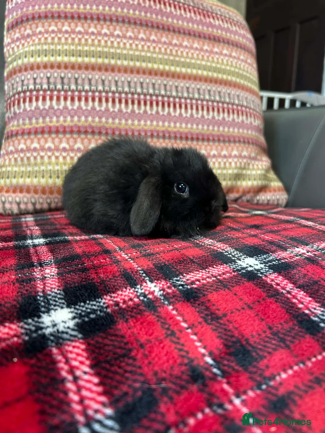 Mini Lop rabbits for sale: 7 mini lops  - Advert 1