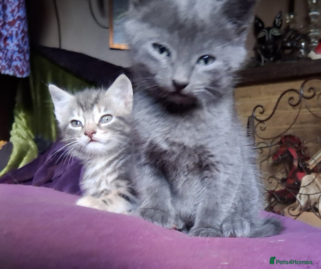 Mixed Breed cats for sale: ⭐️⭐️Stunning Russian Blue X Bengal Kittens ⭐️⭐️⭐️ - Advert 3