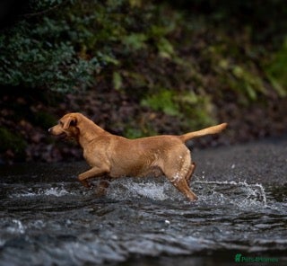 Labrador Retriever dogs for sale: Fox Red Working Labrador Puppies - Advert 5