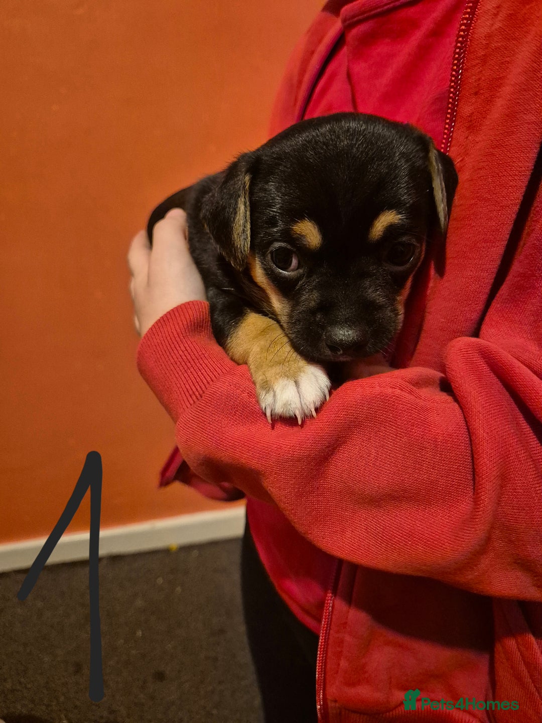 Jack Chi dogs for sale: Beautiful Jack Chi Puppies for Sale - Advert 6