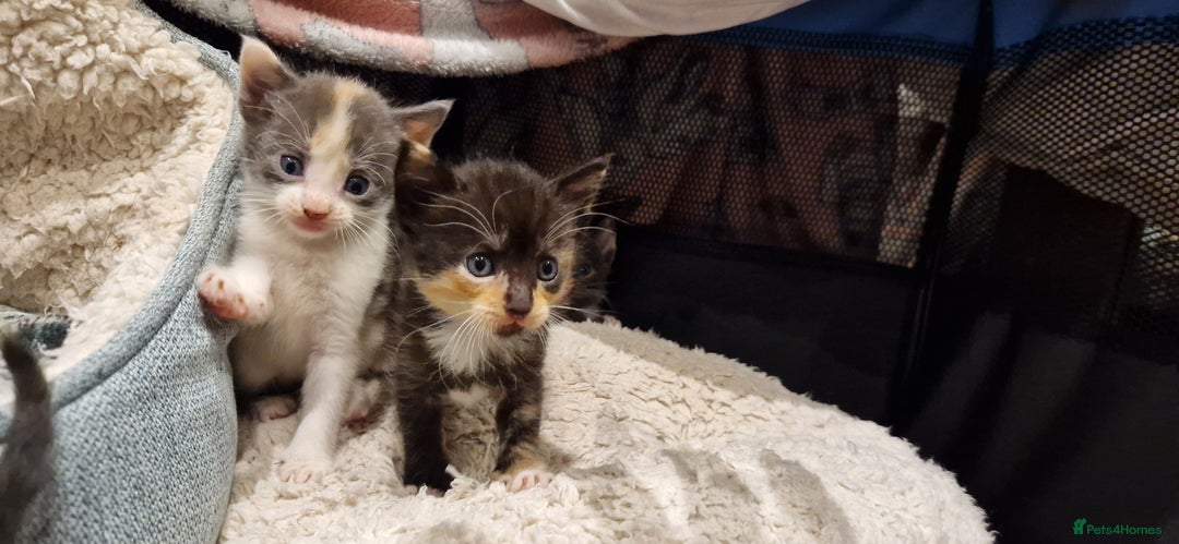 Mixed Breed cats for sale: Maine coon X Sphynx - Advert 14