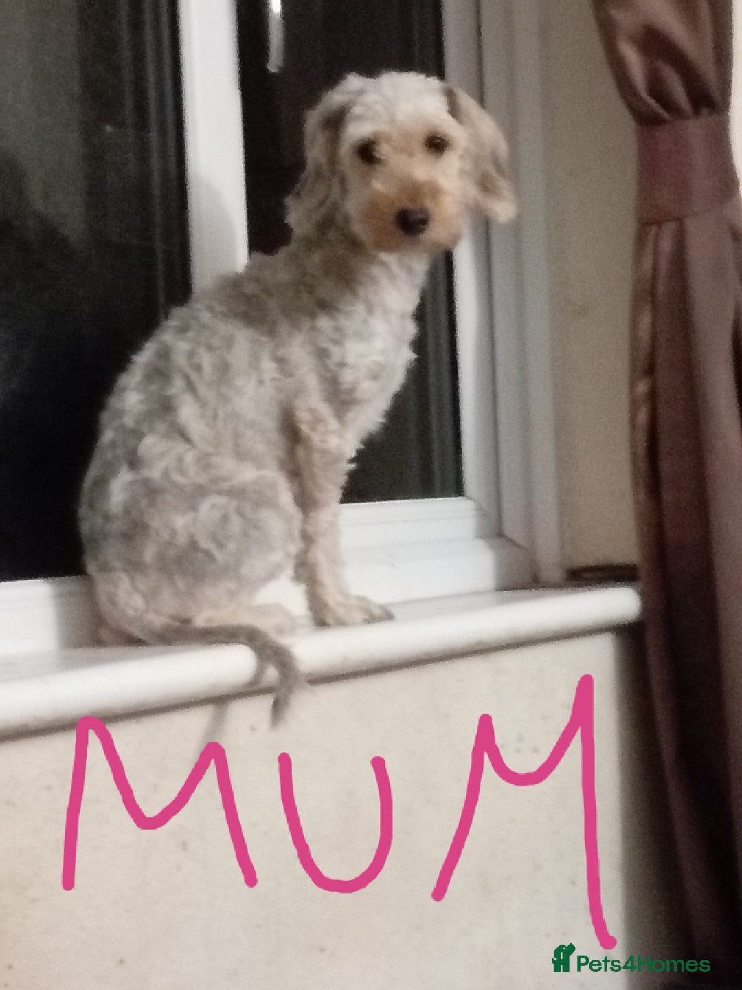 Mixed Breed dogs for sale: 3 Cockapoo x Jack Russell DNA clr Mum - Advert 22