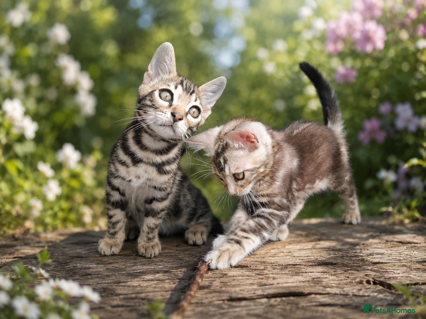 Bengal cats Outstanding Bengal Kittens TICA - Advert 1