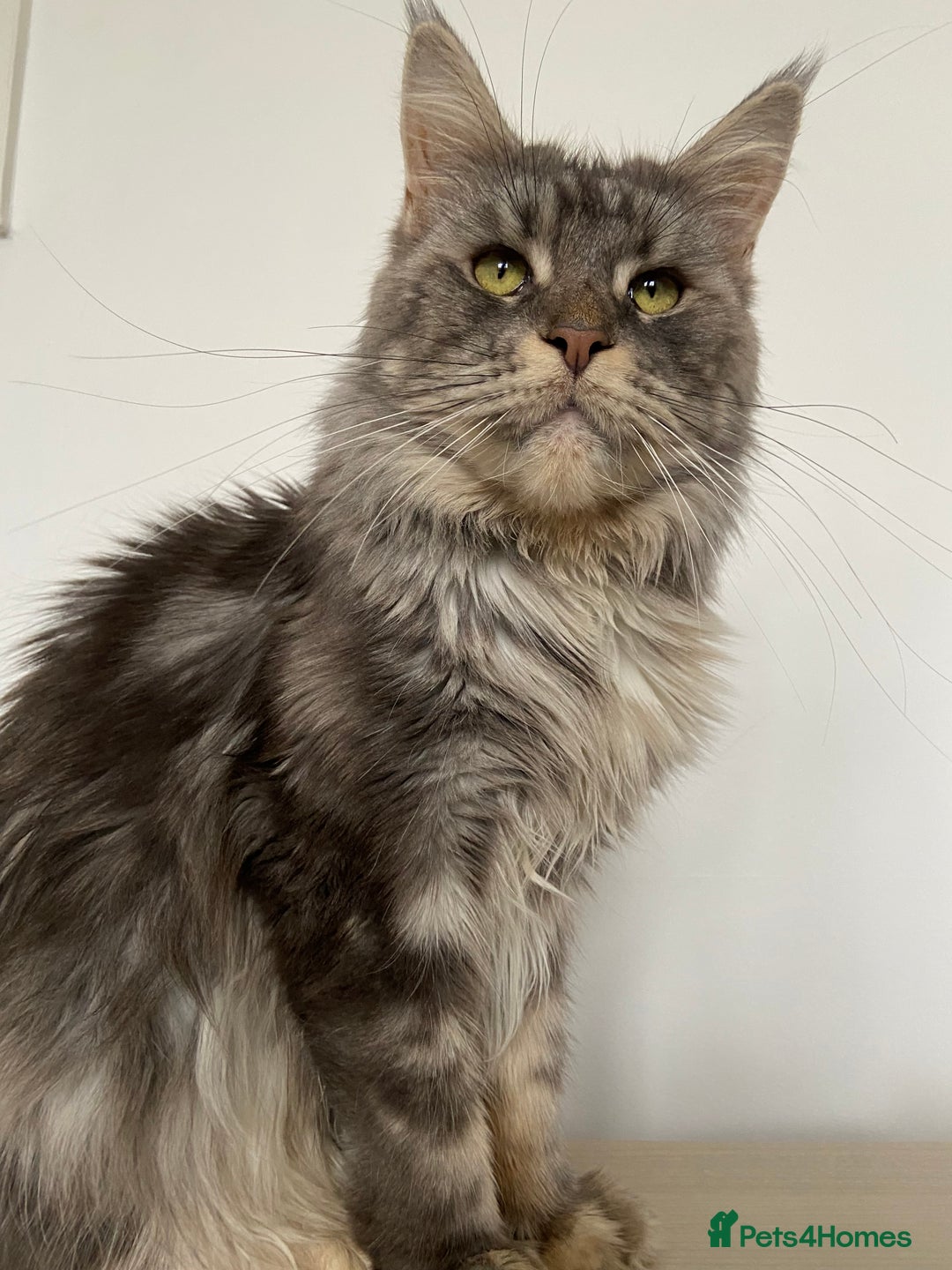 Maine Coon cats for sale: TICA Active Registered Maine Coon Queen  - Advert 6