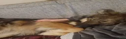 German Shepherd dogs for sale: 2 German shepherds one male one female in Sevenoaks - Advert 10