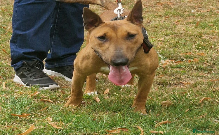 English Bull Terrier dogs - Advert 1