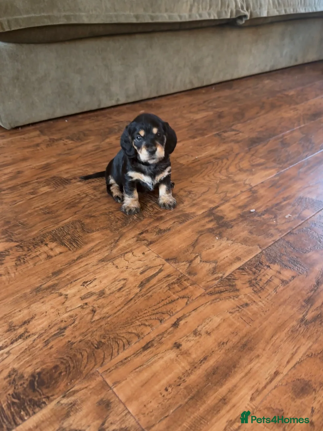 Mixed Breed dogs for sale: Doxiepoos - Advert 5