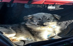 Mixed Breed dogs for sale: Adorable ODY - Image 1