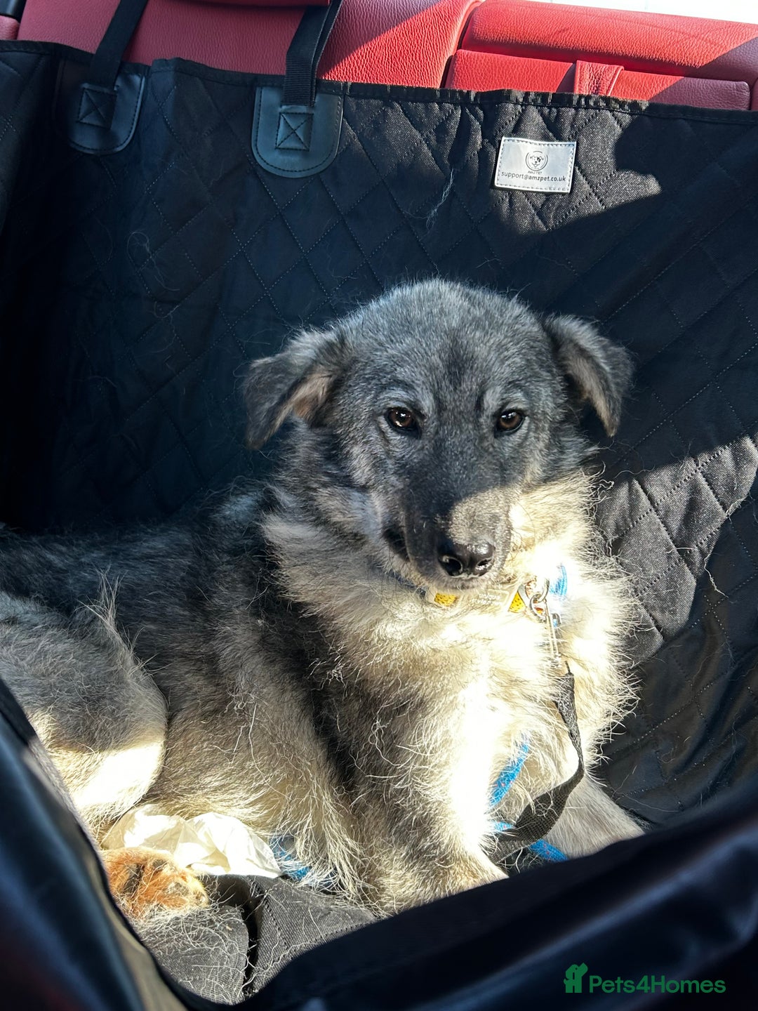 Mixed Breed dogs for sale: Adorable ODY - Image 1