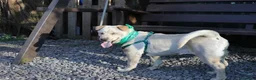 Mixed Breed dogs for adoption: ❤️🐶 LAIMA – TOO SMART AND WELL BALANCED in Burton-on-Trent - Advert 20