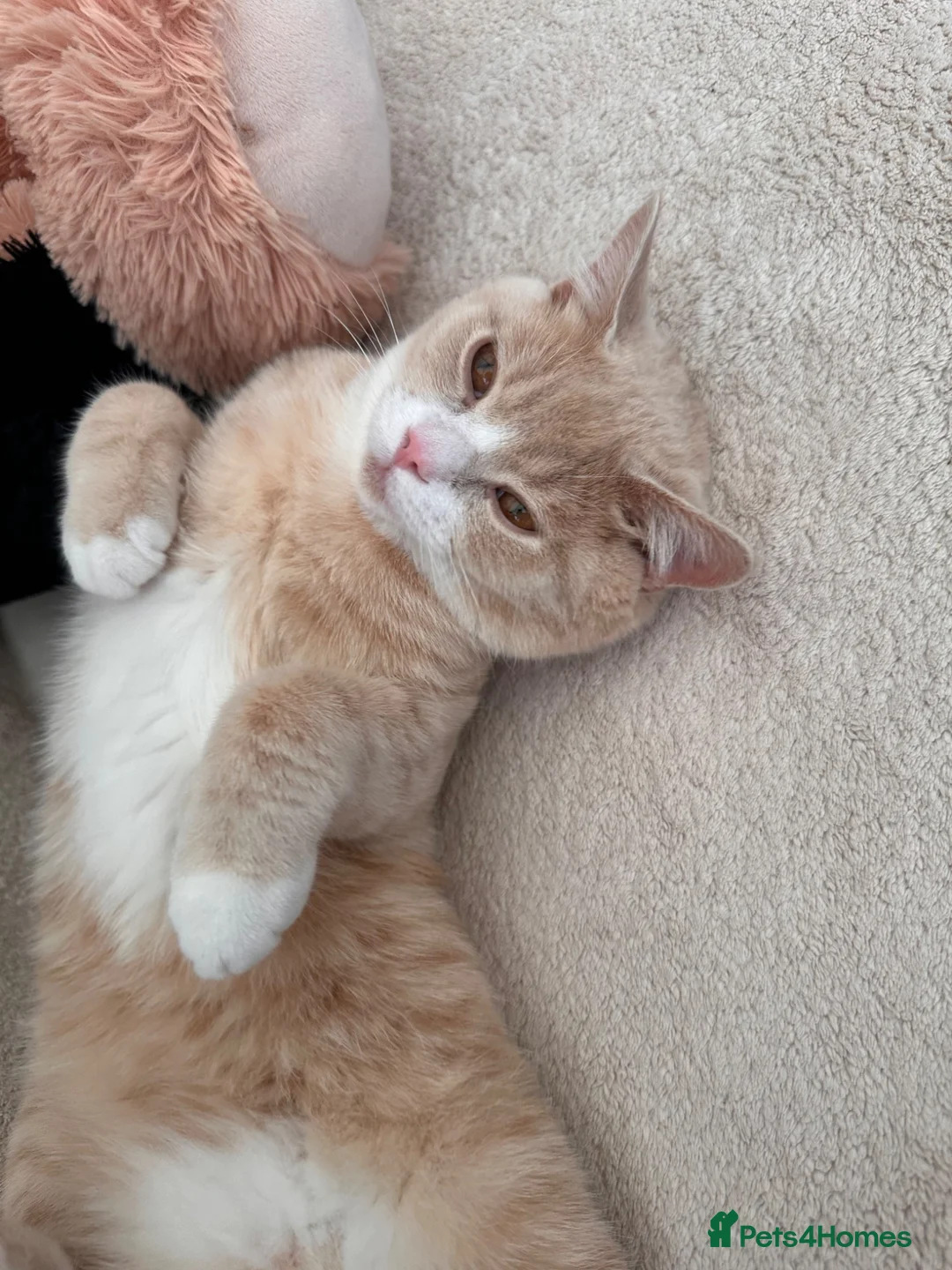 Mixed Breed cats for sale: British sorthair and Maine coon mixed bread  - Advert 2