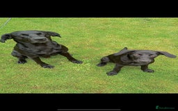 Labrador Retriever dogs for stud: KC registered, health checked, proven stud dog! in Radstock - Image 6