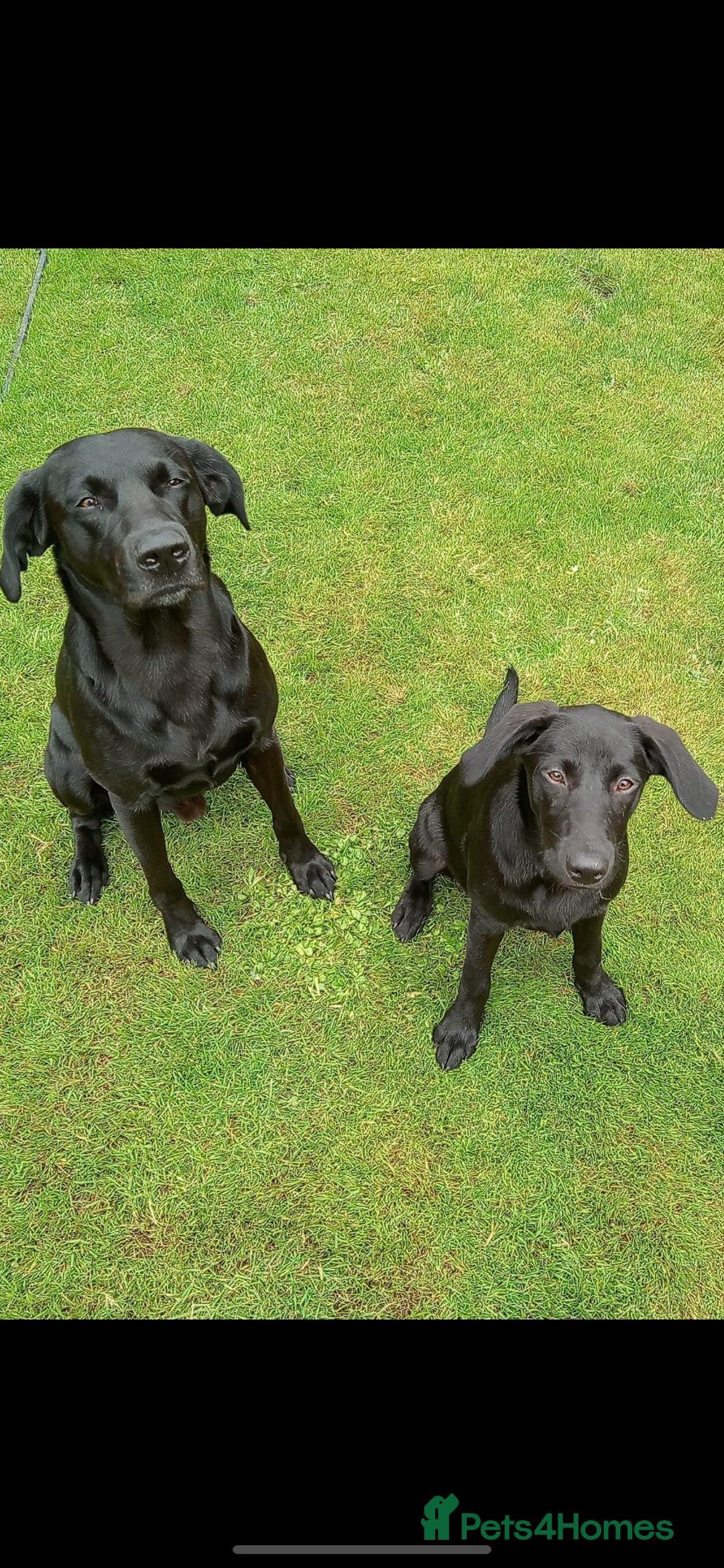 Labrador Retriever dogs for stud: KC registered, health checked, proven stud dog! in Radstock - Image 6
