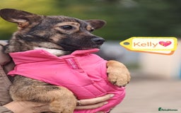 Mixed Breed dogs for adoption: 💖🐶 KELLY 🐶💖 - Image 2