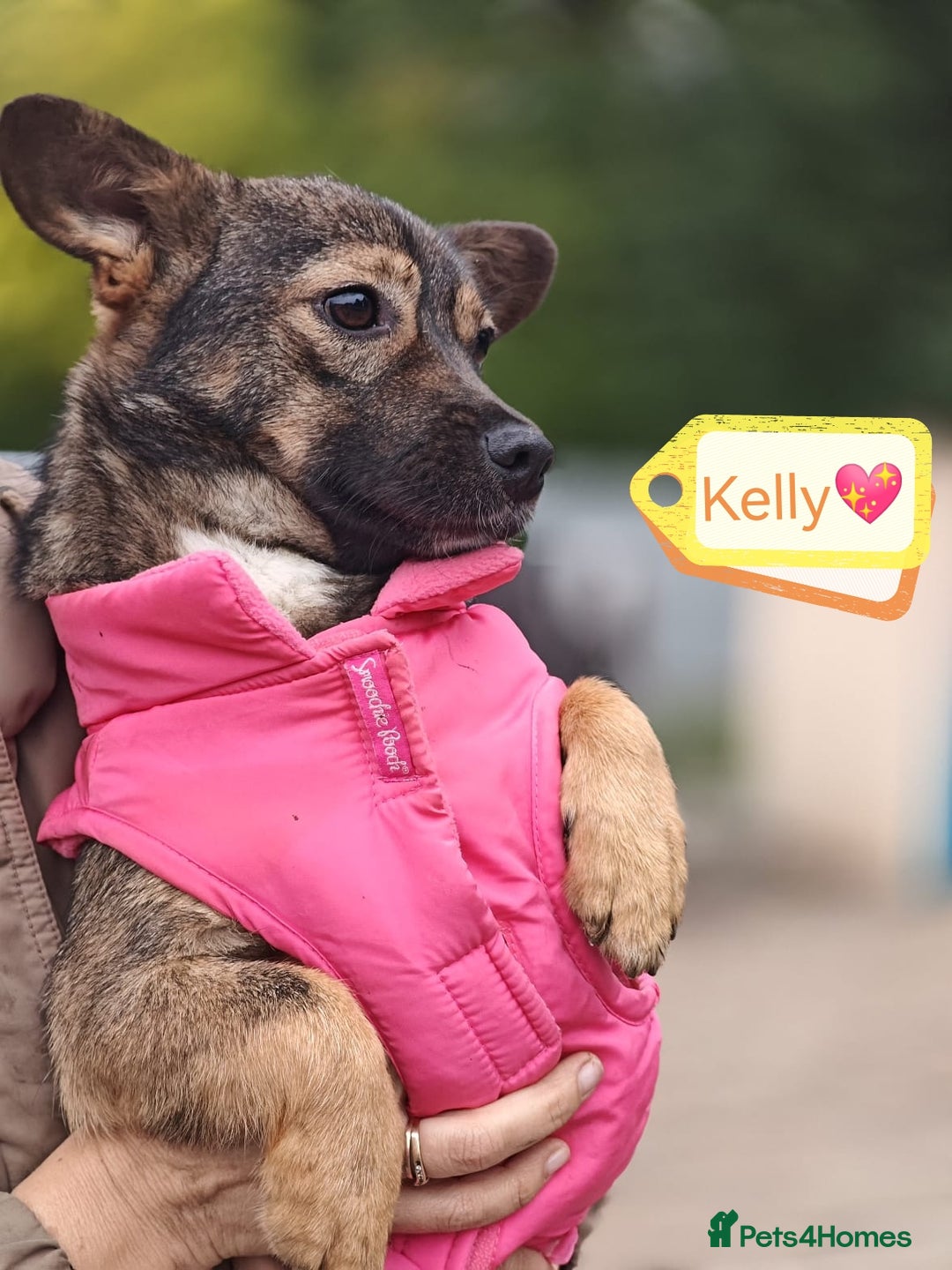 Mixed Breed dogs for adoption: 💖🐶 KELLY 🐶💖 - Image 2