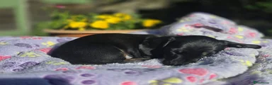 Miniature Dachshund Puppy 4 🩷 Black & Tan Brindle