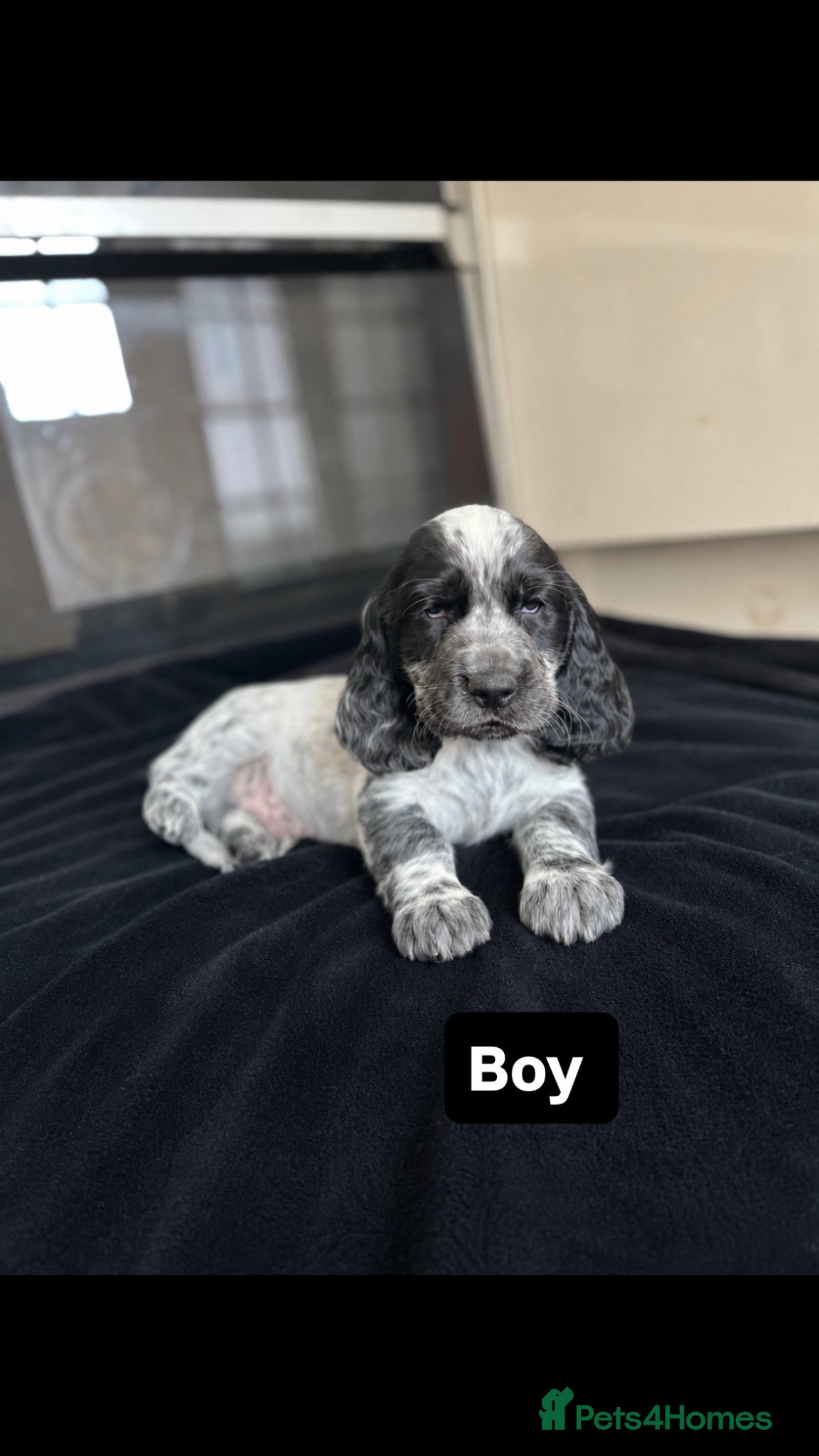 Cocker Spaniel dogs ( 4 LEFT ) Show cockers! **READY TO LEAVE ** - Advert 1