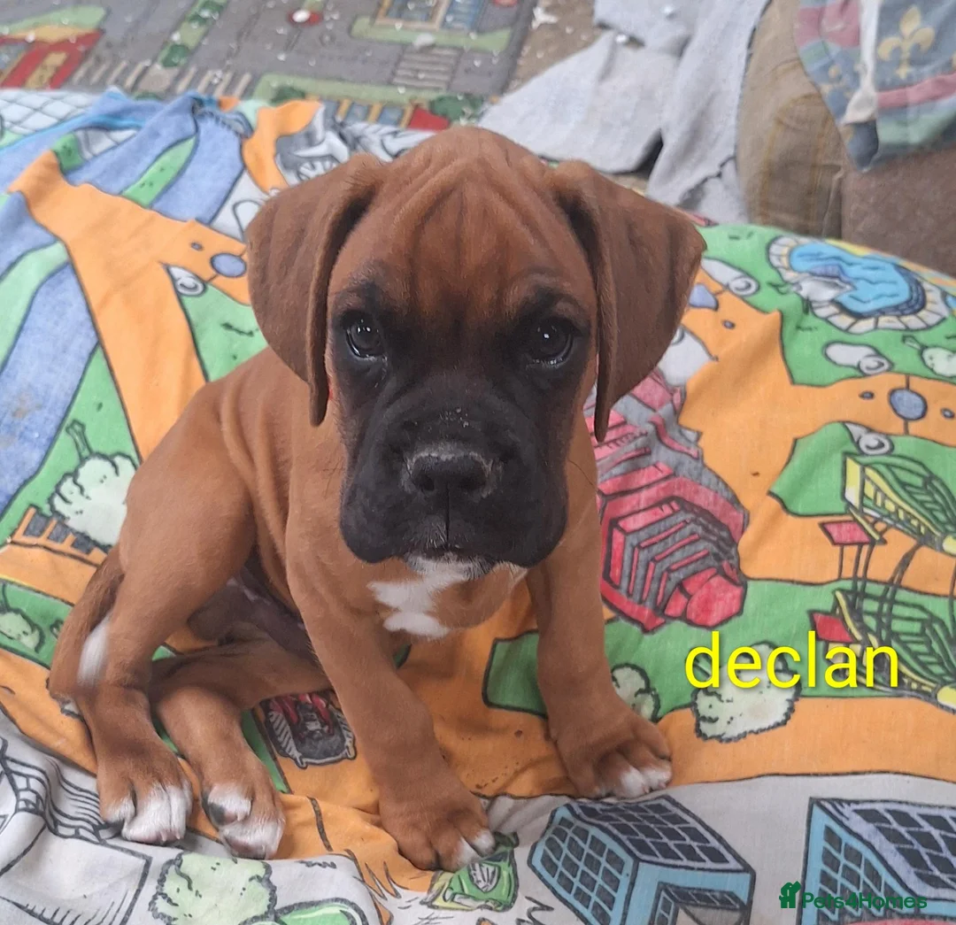 Boxer dogs for sale: Boxer puppies kc registered 5 star council licence - Advert 1