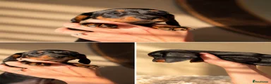 Miniature Dachshund 3