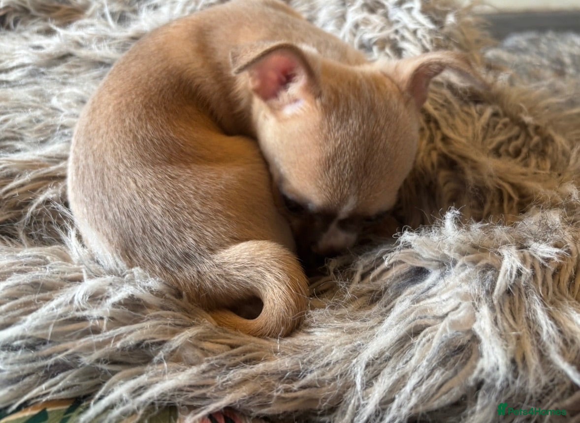 Chihuahua dogs Beautiful full pedigree chihuahua puppies - Advert 2