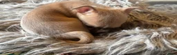 Chihuahua dogs for sale: Beautiful full pedigree chihuahua puppies in Spalding - Advert 2