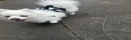 Pomeranian dogs for sale: White Pom for sale - Advert 2