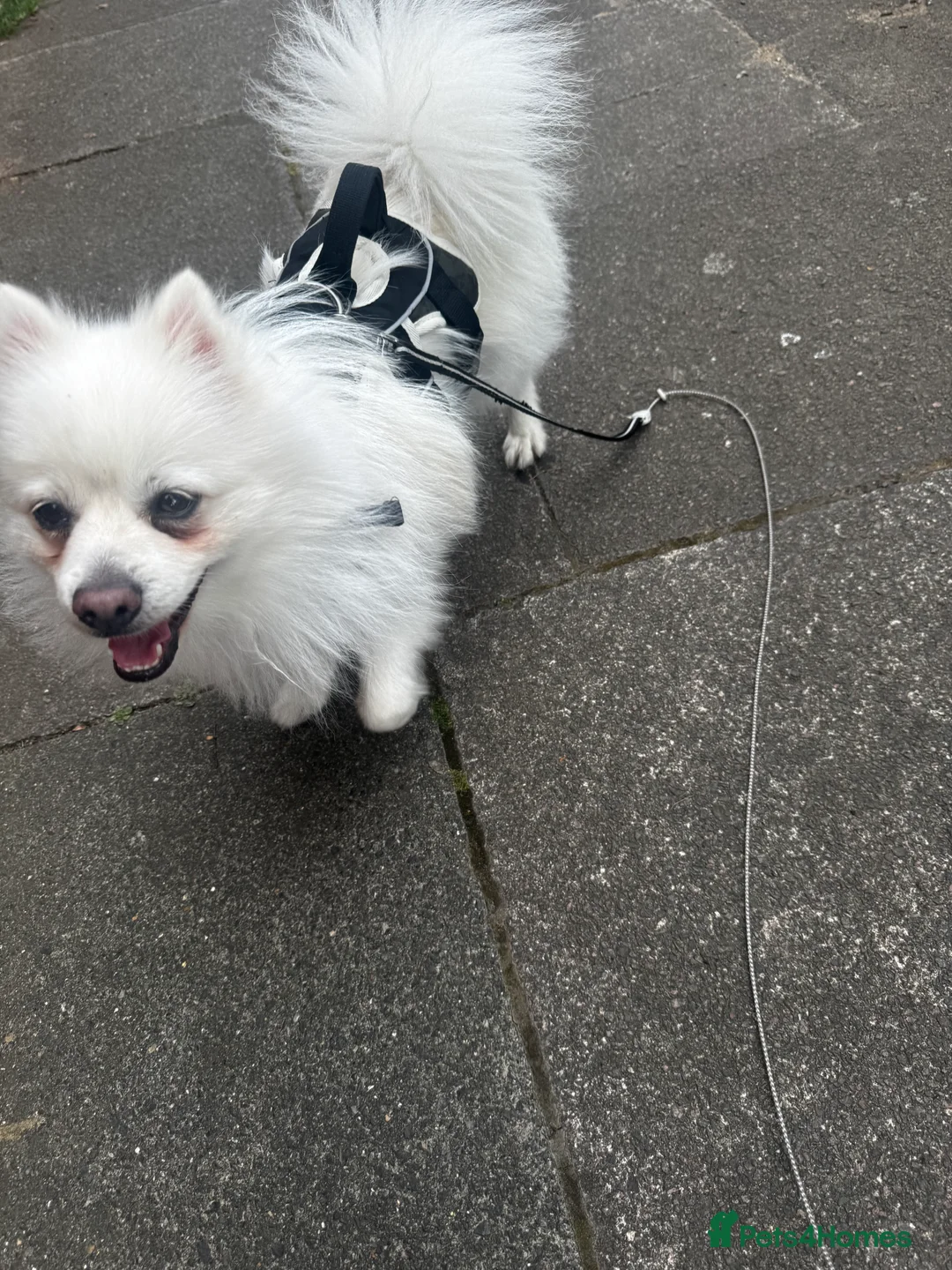 Pomeranian dogs for sale: White Pom for sale - Advert 2