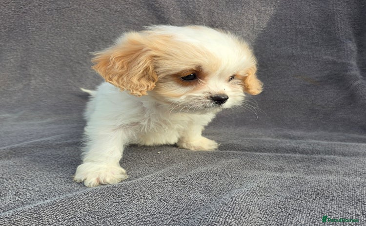 Cavapoo dogs - Advert 5