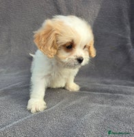 Cavapoo dogs - Advert 10