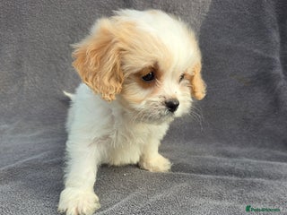 Cavapoo dogs - Advert 2