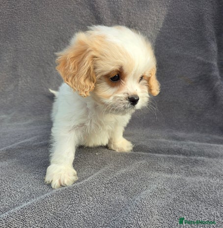 Cavapoo dogs - Advert 6