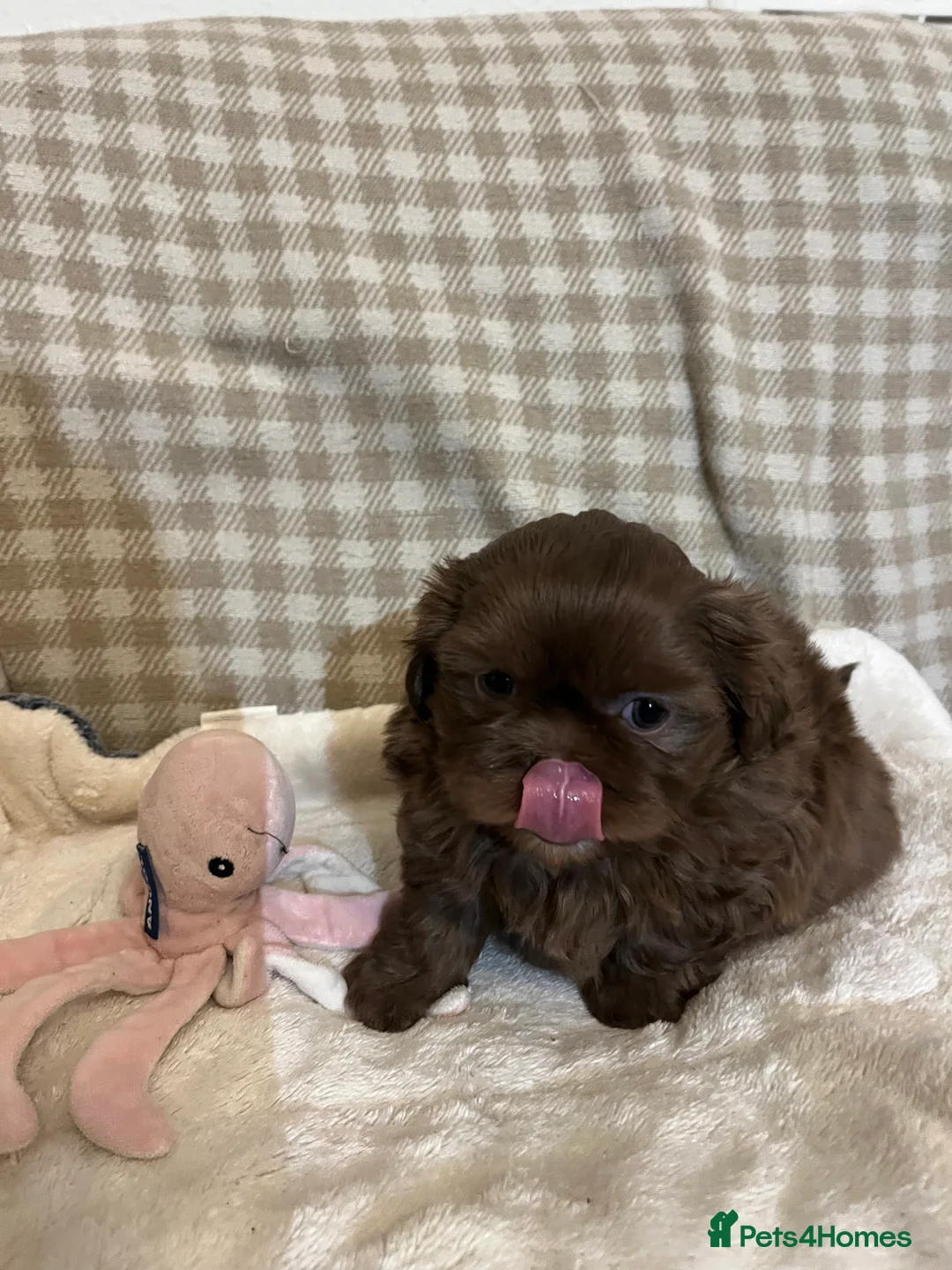 Shih Tzu dogs for sale: Adorable lavender & chocolate Shih Tzu puppies  - Advert 7