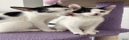 Domestic Shorthair cats for sale: Mabel and her mini son - ready now - Advert 9