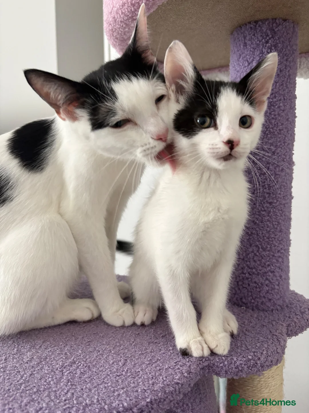 Domestic Shorthair cats for sale: Mabel and her mini son - ready now - Advert 9