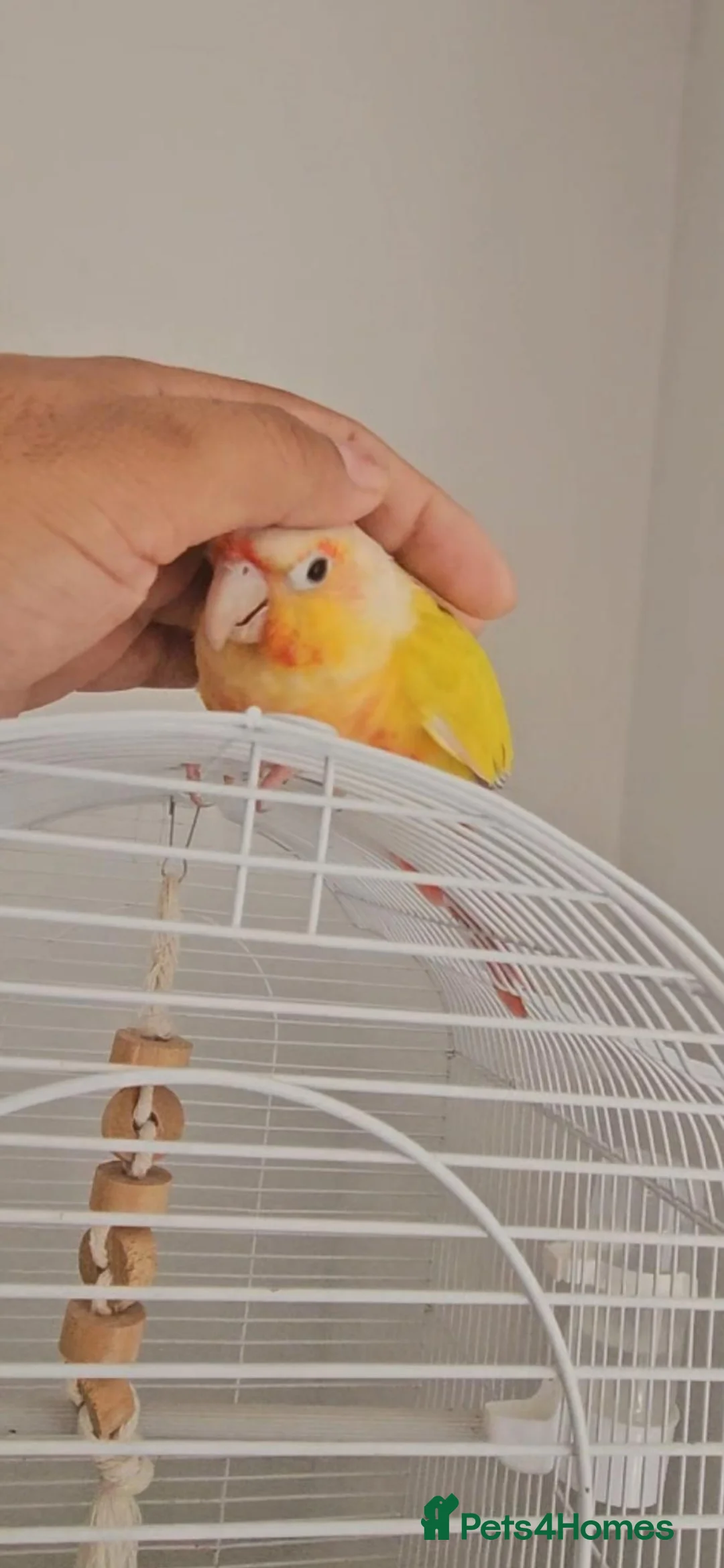 Conures birds for sale: Gorgeous Sun cheek conure with cage, Hand Tammed - Advert 2