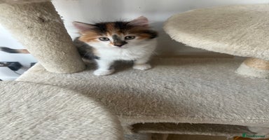 Mixed Breed cats - Advert 9