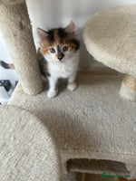 Mixed Breed cats - Advert 9