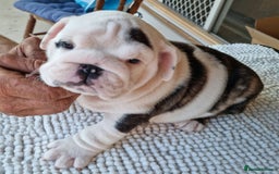 English Bulldog dogs for sale: Gorgeous Purebred English Bulldog Puppies - Image 10
