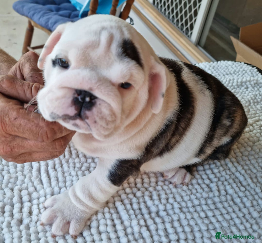 English Bulldog dogs for sale: Gorgeous Purebred English Bulldog Puppies - Image 10