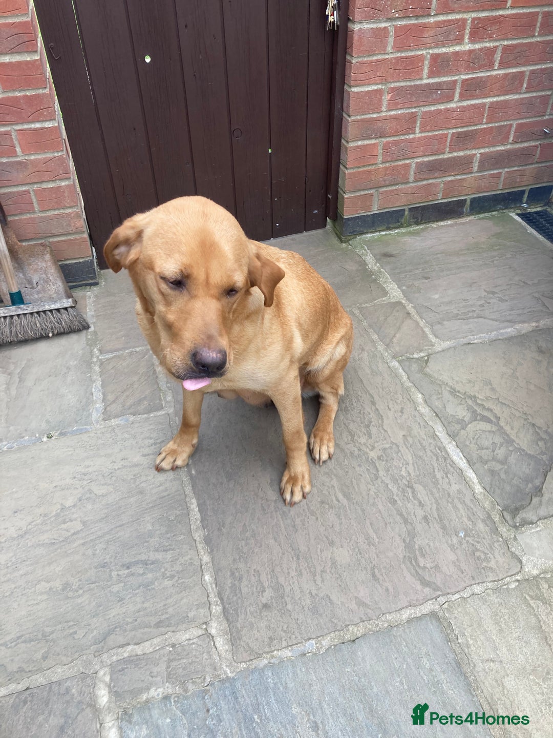 Labrador Retriever dogs for sale: Labrador pups for Sale in Hull - Image 1