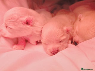 Pomeranian dogs Tiny white/cream KC Pomeranian puppies - Advert 2