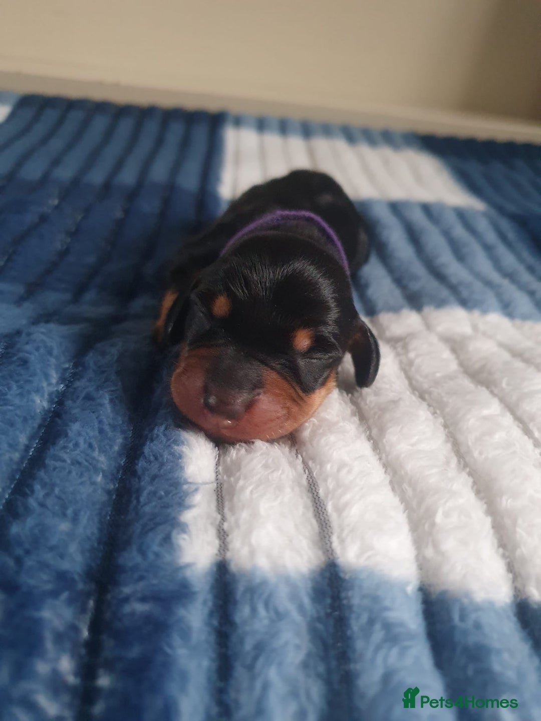 Dachshund dogs for sale: Miniature dachshunds - Advert 3