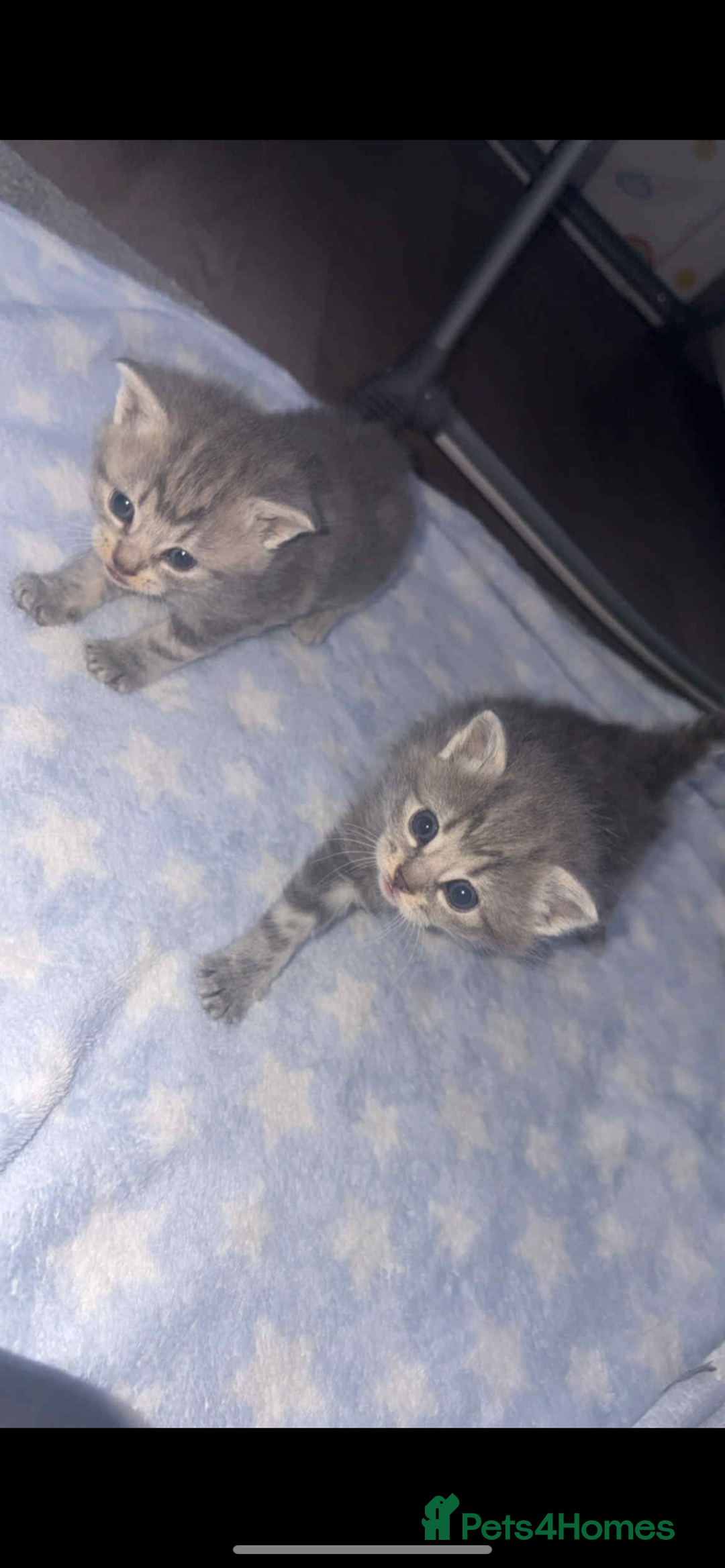 British Shorthair cats for sale: 1 male shorthair💙2 female💗🏡 - Advert 7