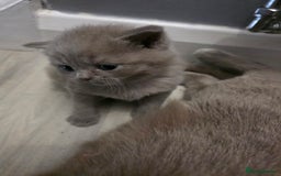 British Shorthair cats for sale: Stunning British shorthair kittens  - Image 6