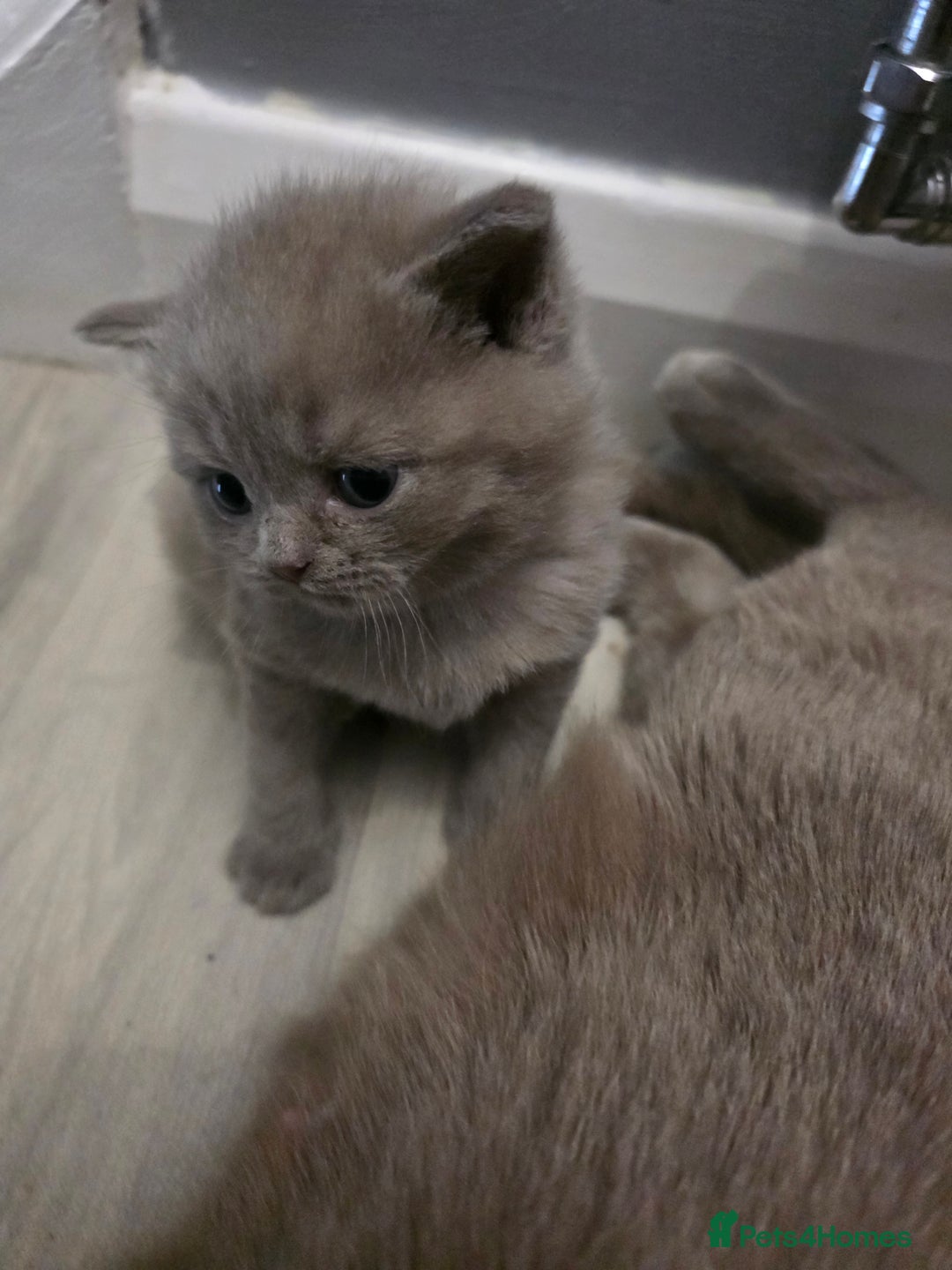 British Shorthair cats for sale: Stunning British shorthair kittens  - Image 6