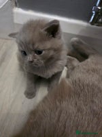 British Shorthair cats - Advert 3