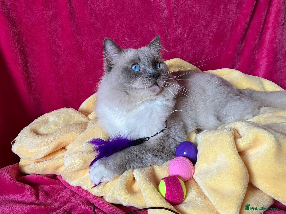 Ragdoll cats for stud: Ragdoll🏆Champion Bloodline 5GEN-Pedigree GCCF🌟💎 in Solihull - Advert 3
